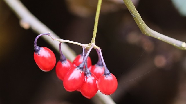A cluster of six bright red fruits, shaped like tiny elongated tomatoes. They are hanging down from a stalk which itself is hanging down from a thin stem climbing through a bramble bush.