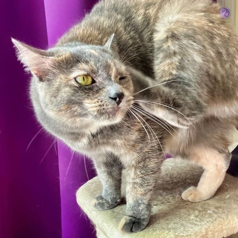 A puffy furred tortoiseshell cat stands on a beige cat shelf, against a purple drape, with one foot scratching her ear and the remaining rear foot showing it is a big sock of creamy orange. Her big gold eyes are narrowed in concentration, especially near the ear she is scratching.