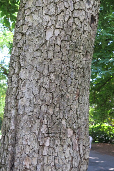Photo of treespecies Diospyros kaki : Category is bast-bark-rinde-ecorse-corteza