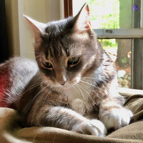 A gray tabby teen cat relaxing in sunlight with a contemplative pose of staring down, off camera, with big white paws prominent.