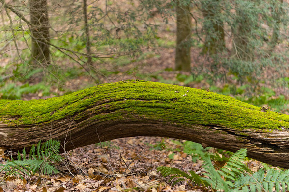 Photograph of a large fallen log half covered with moss with brown fallen leaves on the nearby forest floor