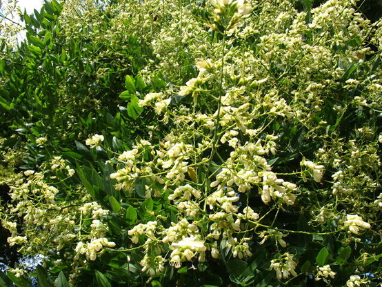 Photo of treespecies Styphnolobium japonicum : Category is bloem-flower-blume-fleur-flor