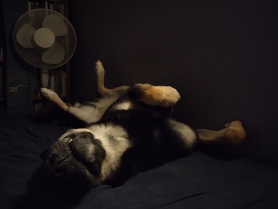 Koira makaa selällään kippurassa tassut ilmaan sojoittaen.