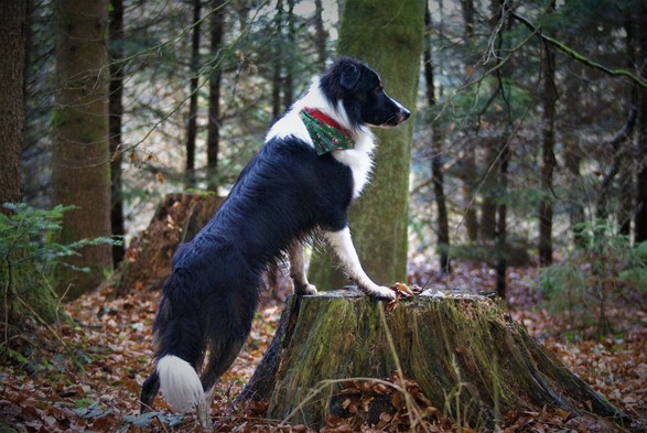 Ein Border Collie ähnlicher Hund steht in einem Wald mit den Vorderbeinen auf einem Baumstrumk und schaut in die Ferne.