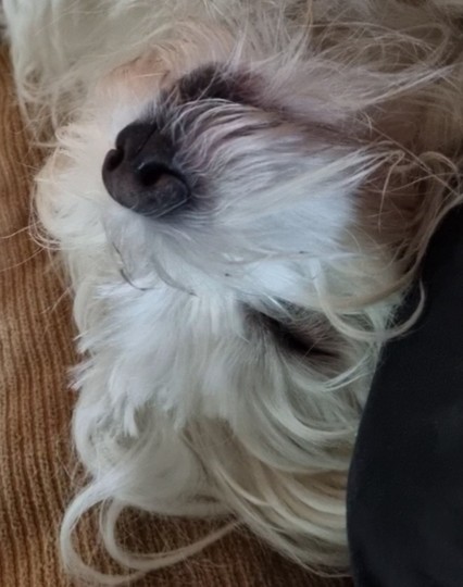 Pienen valkoisen koiran pää, ylösalaisin tyynyllä, silmät suljettuina ja musta kirsu pystyssä ja mustat huulet tiukasti unisupussa