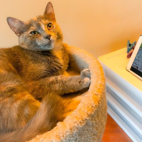 A dilute tortoiseshell cat with big gold eyes looks up from her cat tree shelf, with a corner of an iPad showing a fish tank video visible on the other side of the frame.