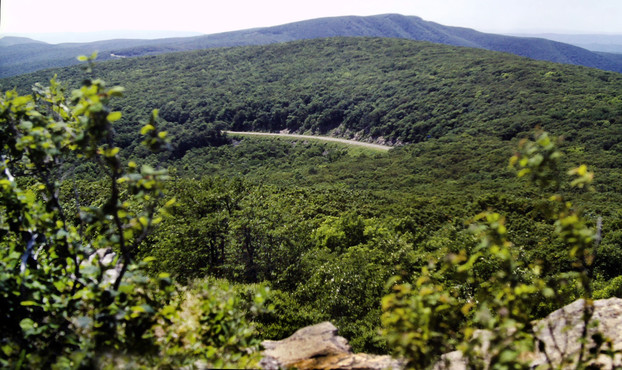 Standing atop a high rocky cliff, looking out between 2 shrubs at a scene of almost unbroken forest. There is a valley below us and a rounded ridge dominates the midground. On the side facing us, a small break in the trees allows a glimpse of Skyline Drive, the 2-lane park road. Beyond this ridge rises a loftier and more rugged section of the Blue Ridge in the distance. There are several glimpses of the drive winding around or over this crest. Lower ridges fade into the haze along the horizon.