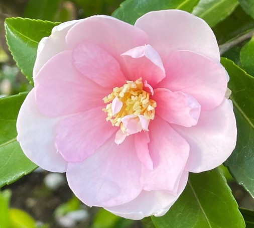 ornamental camellia flower, with glossy pointed leaves behind. In the centre of the flower is a dense bouquet of conspicuous yellow stamens, contrasting with the soft pink petals