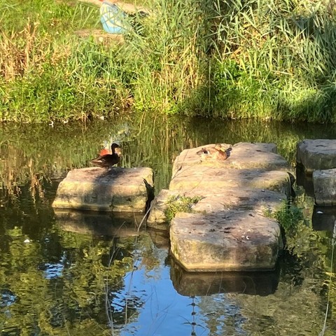 Big rectangular rocks surrounded by water in a pond with reeds in the background - a duck stands silhouetted in shadow on one, another lies in the sun on another