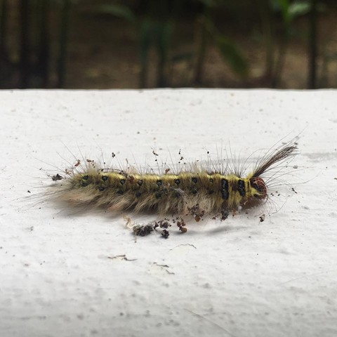 Do you need to tip the caterpillar once it’s done cleaning? #animals #caterpillar #khaolak #thailand #travel #vacation