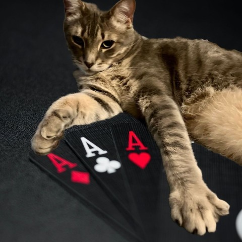 A long legged gray tabby cat sprawls with one paw extended over some imaginary aces against a dark background.