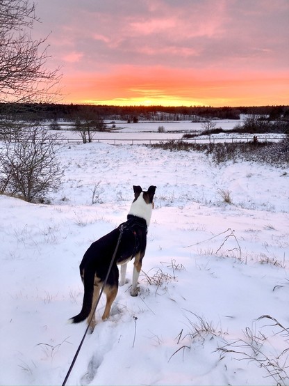 Otto, a smooth collie, looking into a snowy field with a glorious sunset.