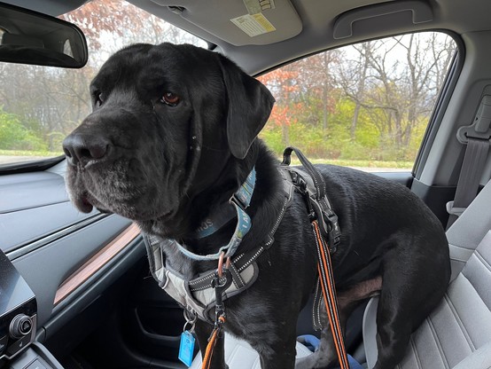 Bradley, a black mastiff/lab mix shelter dog, attempts to fit his 90 pounds into the front seat of the car in route to the park.