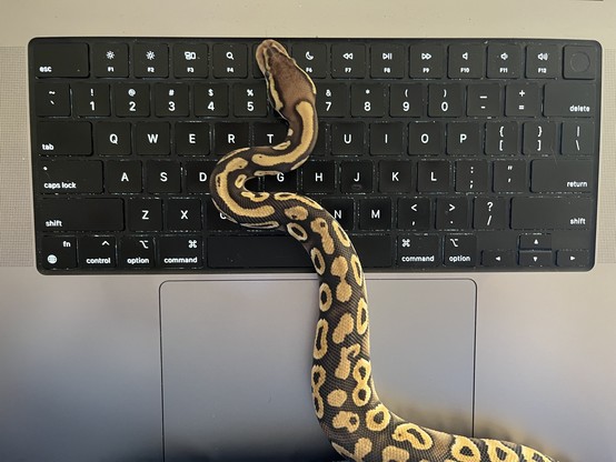 A young ball python crawling across a MacBook keyboard