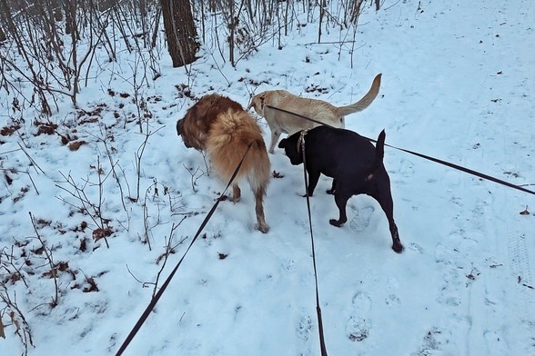 Trzy spore psy - jeden w typie owczarka o rudej sierści i dwa (powiedzmy) labradory, czarny i jasnobeżowy - na spacerze w zimowej scenerii, skręcają zgodnie z dróżki w las
