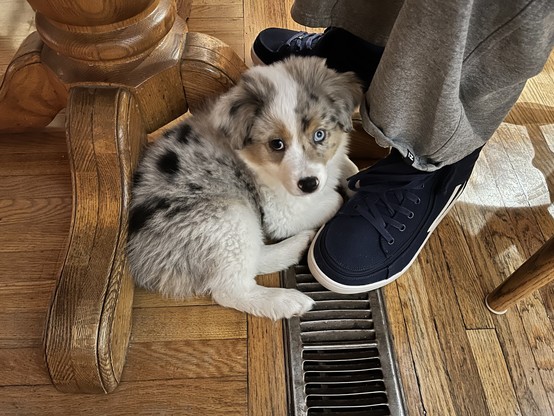 Miniature Australian Shepherd puppy on the floor under a table cuddling a young man’s sneakers near a hot air grate