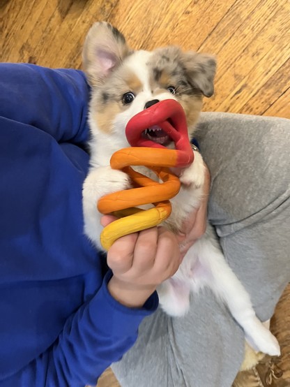 Miniature Australian shepherd puppy gnawing on a double helix chew toy while lying in the arms of a sitting woman.