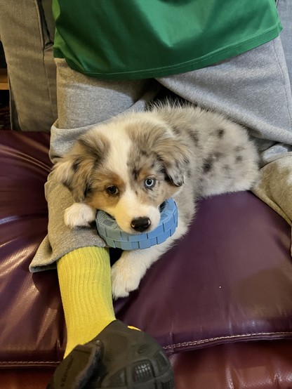 Miniature Australian shepherd puppy gnawing on a tire toy while lying across the legs of a kneeling man.