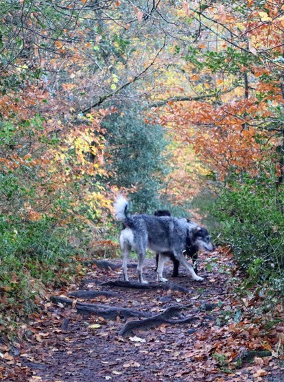 A grey and tan dog, with a black dog just visible behind her, sniffing a bush alongside a path crossed by tree roots. Gold and bronze autumn leaves frame the path above.