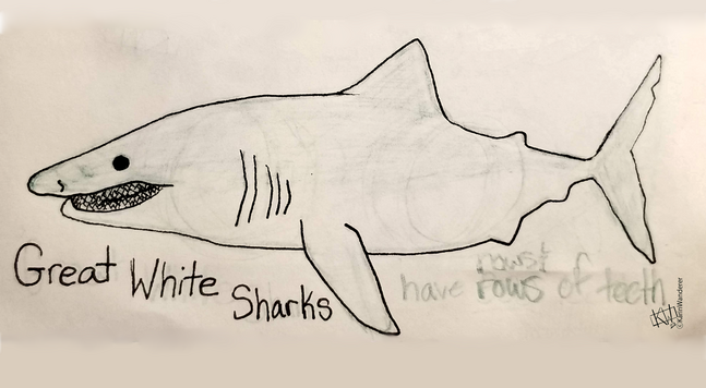 Ink drawing of a Great White Shark. Text reads "Great White Sharks have rows & rows of teeth".