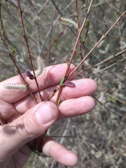 Photo of treespecies Salix purpurea : Category is bloem-flower-blume-fleur-flor