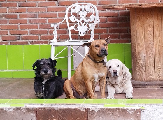 Tres perros (de izquierda a derecha, negro, café y beige) recostados en el porche de una casa.