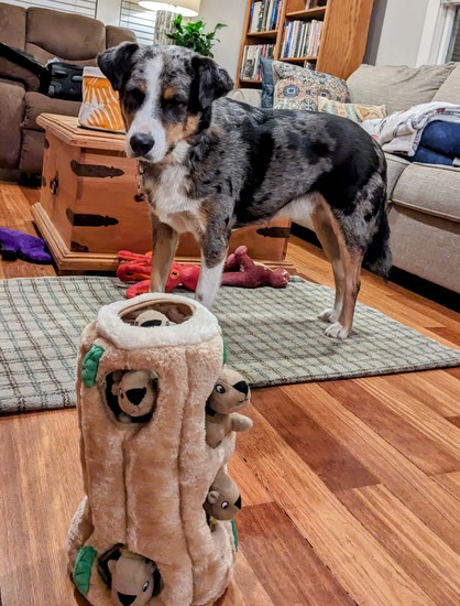 Border heeler dog stands in the middle of the floor looking sceptically at a new toy, a plush log filled with squirrel squeaky toys.
