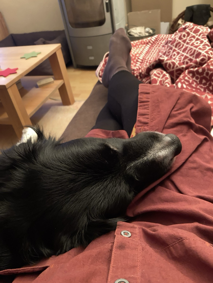 Ein Hund liegt mit Frauchen auf dem Sofa, zu sehen sind der Hundekopf eines schwarzen Border Collies und die Beine von Frauchen