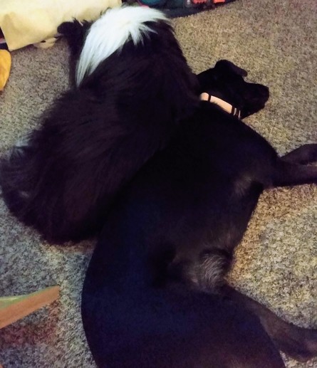 Tricolor Shetland Sheepdog and Black Lab mix laying back-to-back on the carpet at this human's feet
