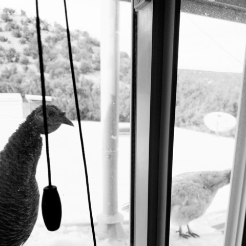 A turkey peering into an office window.
