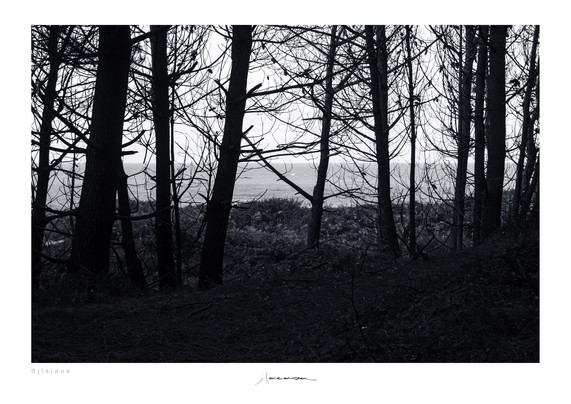 Fotografía en blanco y negro. Bosque (pinar) de Liencres. Parque Nacional las Dunas de Liencres (Cantabria)