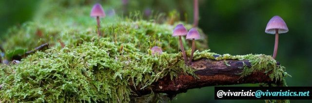 The picture shows a macro shot of a root in the forest that is almost completely overgrown with moss. Only a small part of the root itself is still visible. Tiny purple mushrooms are sticking out of the moss. The following lettering can be seen at the bottom right: @vivaristic@vivaristics.net