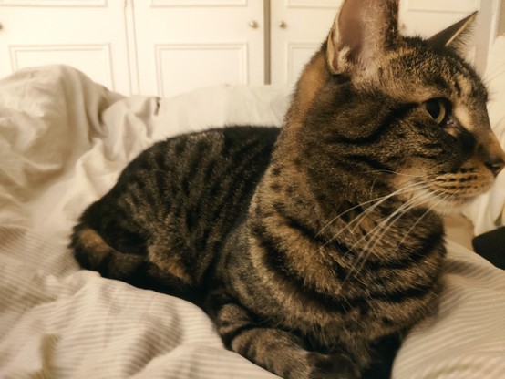 A front on picture of a large tabby cat laying on a bed with strong brown and black striped markings. He faces off to the side showing his face in profile, one eye, and a white muzzle with long white whiskers coming out. Two front paws however ard directed towards the camera