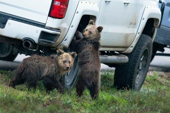 Bears hanging out by a truck