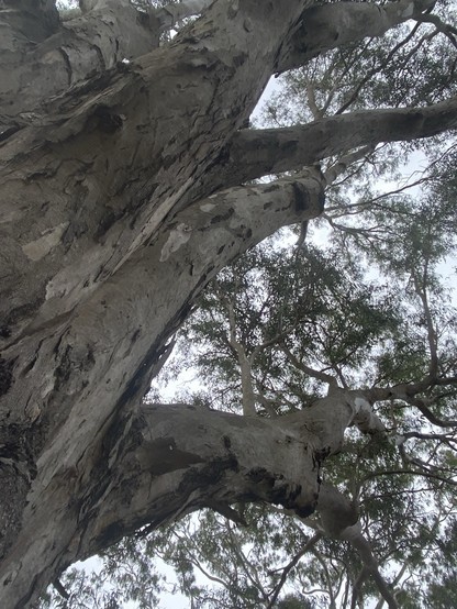 Photo taken looking up the thick papery white bark of a huge gum tree into the leafy canopy backed by overcast skies.
