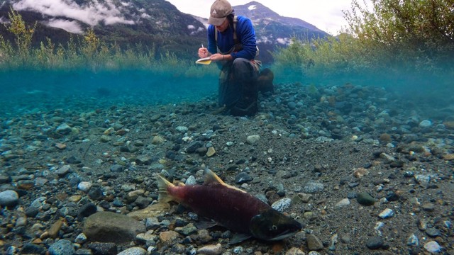 Jonathan Moore (Simon Fraser University) studying sockeye salmon in a formerly glaciated river. Location is in the Tulsequah subwatershed within the Taku watershed, BC, Canada. A salmon swims underwater in the foreground, while Moore takes notes above the water in the background. Credit: Mark Connor