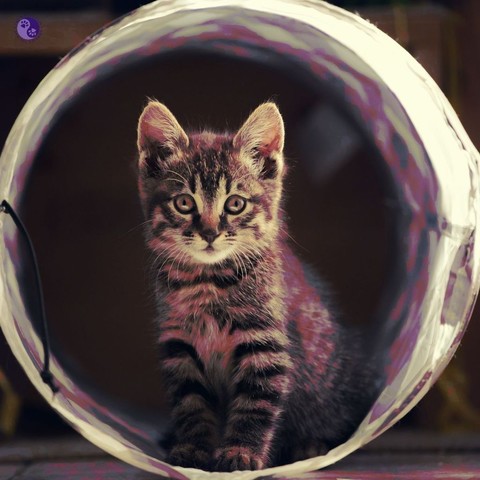 A fuzzy tabby kitten, sitting up right in a kitten tunnel, with a filter that make them look dark and ominous, illustrating The Windy Kitty.