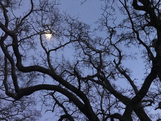 Branches of an oak tree twist  through the frame, with  the moon at the upper left. The evening sky is blue-gray.