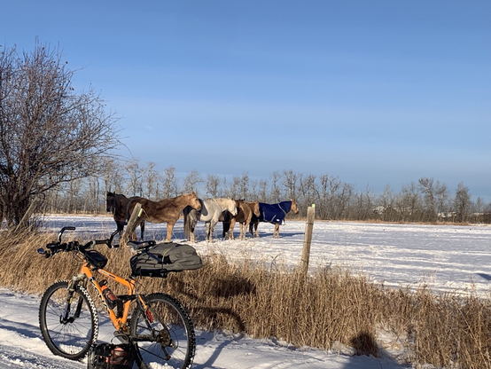 Horses in winter pasture lined up behind the shelter of chokecherry bushes to get out of the cold wind blowing at a steady 12th. An orange bicycle on a gravel road is in the foreground. A line of bare cottonwoods under a blue Montana sky are in the background.