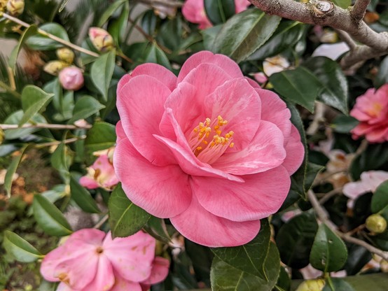 Because camellia flowers typically drop whole, rather than shedding their petals, they were unpopular with the samurai class, who likened their falling to a beheading.