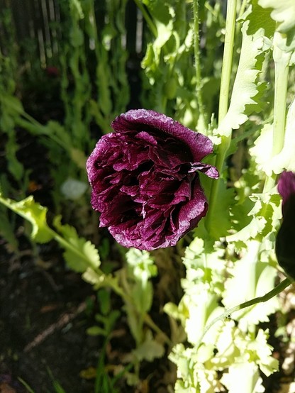 A cup of dark purple ruffled petals, inky in the shadows.