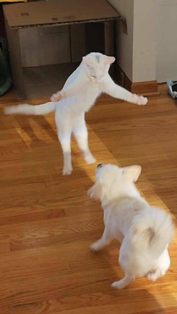 Cat startled by dog