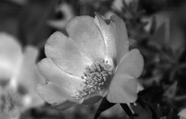 Flower, black and white, photo