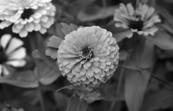 Flowers, black and white, photo