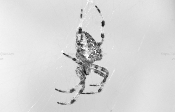 Spider, black and white, photo