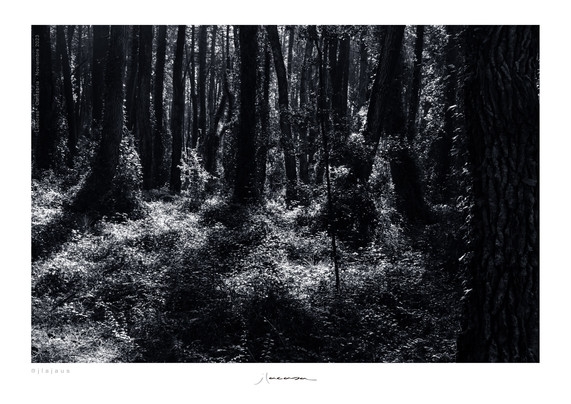 Fotografía en blanco y negro. Bosque (pinar) del parque Nacional las Dunas de Liencres (Cantabria)