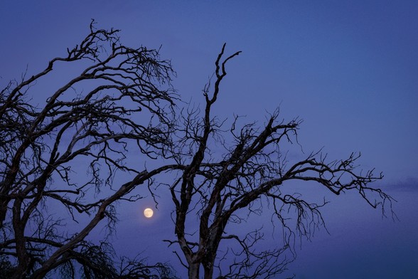 Se pueden ver ramas de árboles y entre ellas, la luna. Con un cielo añil oscuro. | You can see some branches and between them the Moon. With a dark indigo Sky.