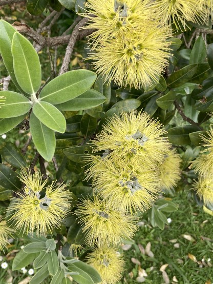 Bright Yellow pōhutukawa flowers that remind me of fireworks, against their tough shiny oval foliage