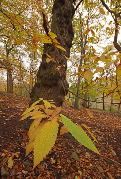 Behind every golden leaf is a stout tree trunk. An autumnal photo of a sweet chestnut tree.