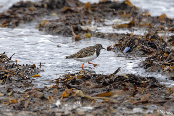 A Turnstone on the shore line
